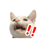 前髪猫ロン（個別スタンプ：34）