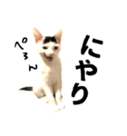 前髪猫ロン（個別スタンプ：35）