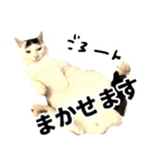 前髪猫ロン（個別スタンプ：36）