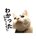 前髪猫ロン（個別スタンプ：37）