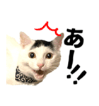 前髪猫ロン（個別スタンプ：38）