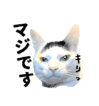 前髪猫ロン（個別スタンプ：39）