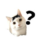 前髪猫ロン（個別スタンプ：40）