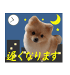 ぽめらにあん犬（個別スタンプ：2）