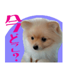 ぽめらにあん犬（個別スタンプ：3）