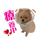 ぽめらにあん犬（個別スタンプ：14）