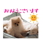 ぽめらにあん犬（個別スタンプ：16）