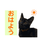ケバブとクマ（個別スタンプ：1）