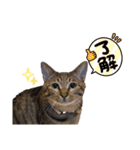 ケバブとクマ（個別スタンプ：3）