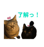 ケバブとクマ（個別スタンプ：4）