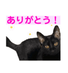 ケバブとクマ（個別スタンプ：5）
