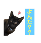 ケバブとクマ（個別スタンプ：8）