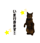 ケバブとクマ（個別スタンプ：9）