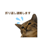 ケバブとクマ（個別スタンプ：11）