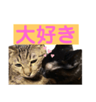 ケバブとクマ（個別スタンプ：12）
