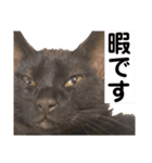 ケバブとクマ（個別スタンプ：13）