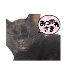 ケバブとクマ（個別スタンプ：16）