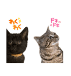 ケバブとクマ（個別スタンプ：17）