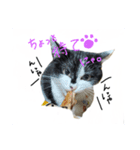 にゃにゃにゃだ！わん！（個別スタンプ：1）
