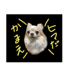 にゃにゃにゃだ！わん！（個別スタンプ：2）