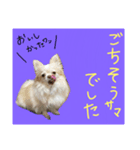 にゃにゃにゃだ！わん！（個別スタンプ：5）