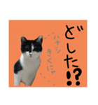 にゃにゃにゃだ！わん！（個別スタンプ：7）