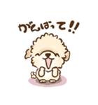 puppy トイプードル（個別スタンプ：23）