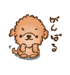 puppy トイプードル（個別スタンプ：24）