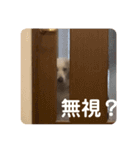 Pepe ＆ Mochi（個別スタンプ：4）