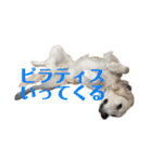 Pepe ＆ Mochi（個別スタンプ：16）