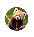 レッサーパンダ red panda.（個別スタンプ：1）