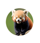 レッサーパンダ red panda.（個別スタンプ：4）