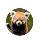 レッサーパンダ red panda.（個別スタンプ：5）