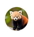 レッサーパンダ red panda.（個別スタンプ：6）