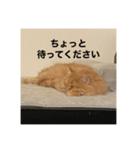 レオの生活のスタンプ（個別スタンプ：1）