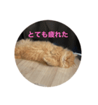 レオの生活のスタンプ（個別スタンプ：2）