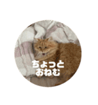 レオの生活のスタンプ（個別スタンプ：3）