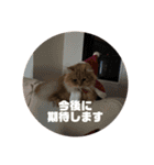 レオの生活のスタンプ（個別スタンプ：6）