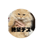 レオの生活のスタンプ（個別スタンプ：8）