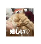レオの生活のスタンプ（個別スタンプ：9）