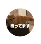 レオの生活のスタンプ（個別スタンプ：10）