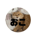レオの生活のスタンプ（個別スタンプ：11）