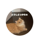 レオの生活のスタンプ（個別スタンプ：13）