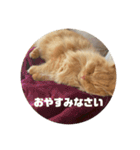 レオの生活のスタンプ（個別スタンプ：14）