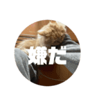 レオの生活のスタンプ（個別スタンプ：15）