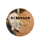 レオの生活のスタンプ（個別スタンプ：16）