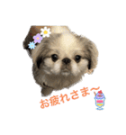 ペキ モコちゃん（個別スタンプ：1）