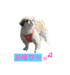 ペキ モコちゃん（個別スタンプ：9）