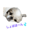 ペキ モコちゃん（個別スタンプ：15）
