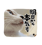マリンの日常①（個別スタンプ：5）